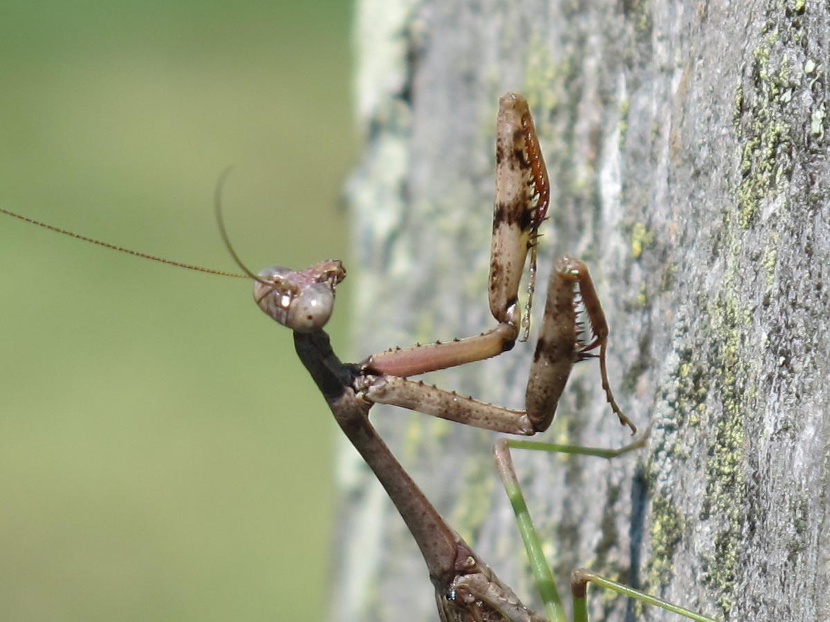 Blue Jay Barrens Carolina Mantis