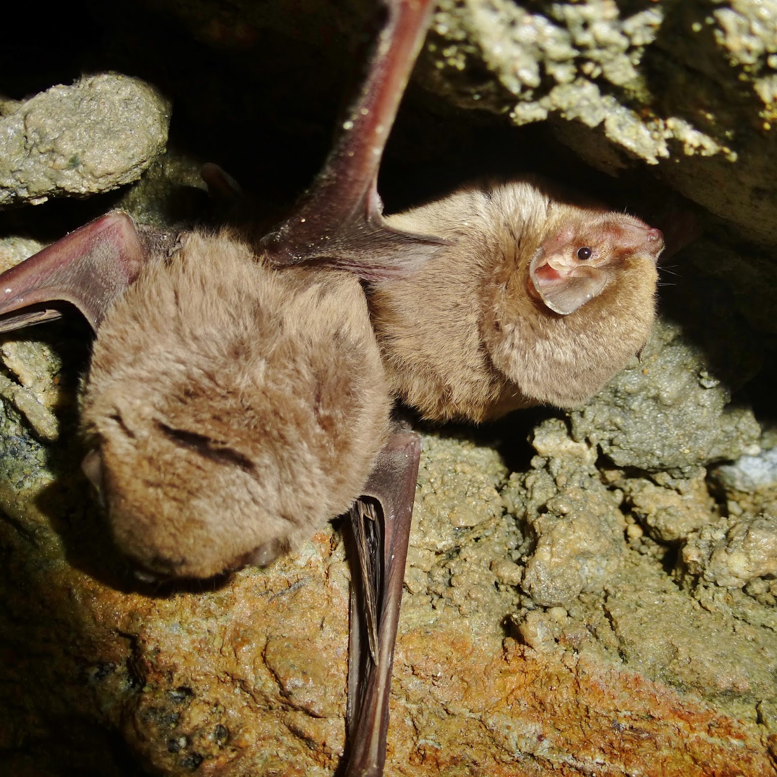 Mammals of Cyprus - Τα θηλαστικά της Κύπρου by George Konstantinou ...
