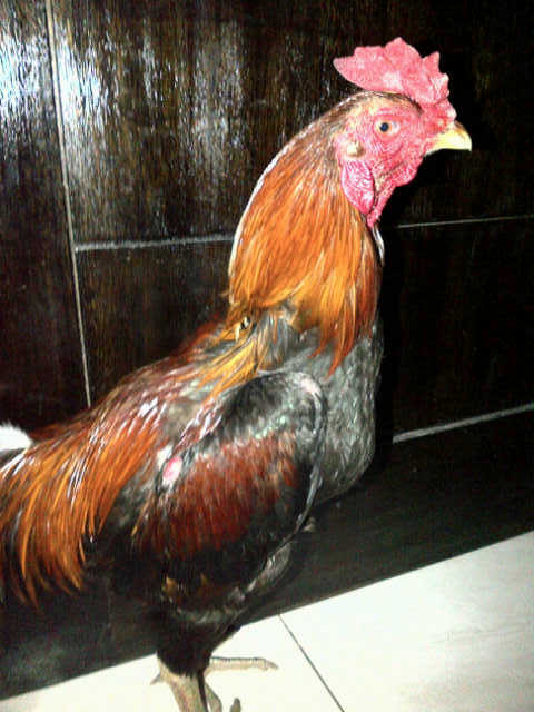AYAM ADUAN SEMARANG: Tips Memilih Ayam Aduan yang bagus melalui warna