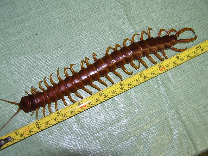 Гигантская сколопендра крымская. Крымская кольчатая сколопендра. Многоножка сколопендра. Сколопендра хитин. Сколопендра черноморская.