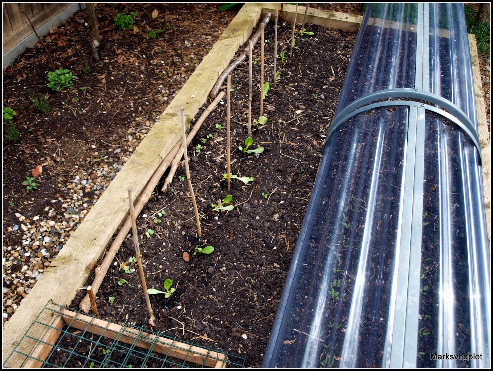 Mark's Veg Plot Planting Lettuce
