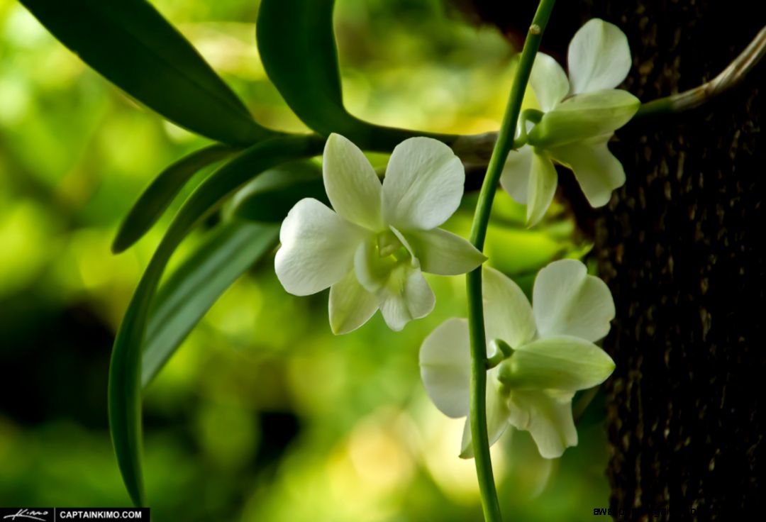 White Orchid Flower Growing on Tamarin Tree