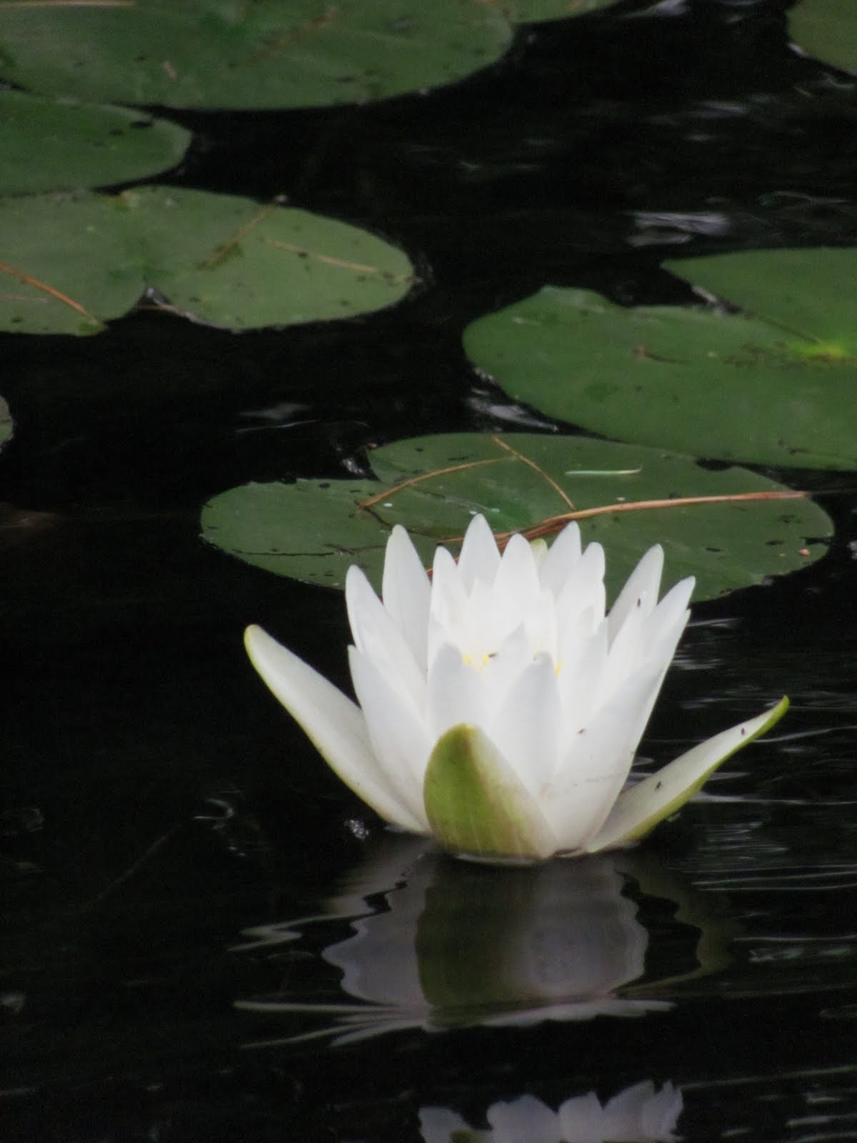 Recreational Kayaking in Maine Casco/Raymond Maine Thomas Pond