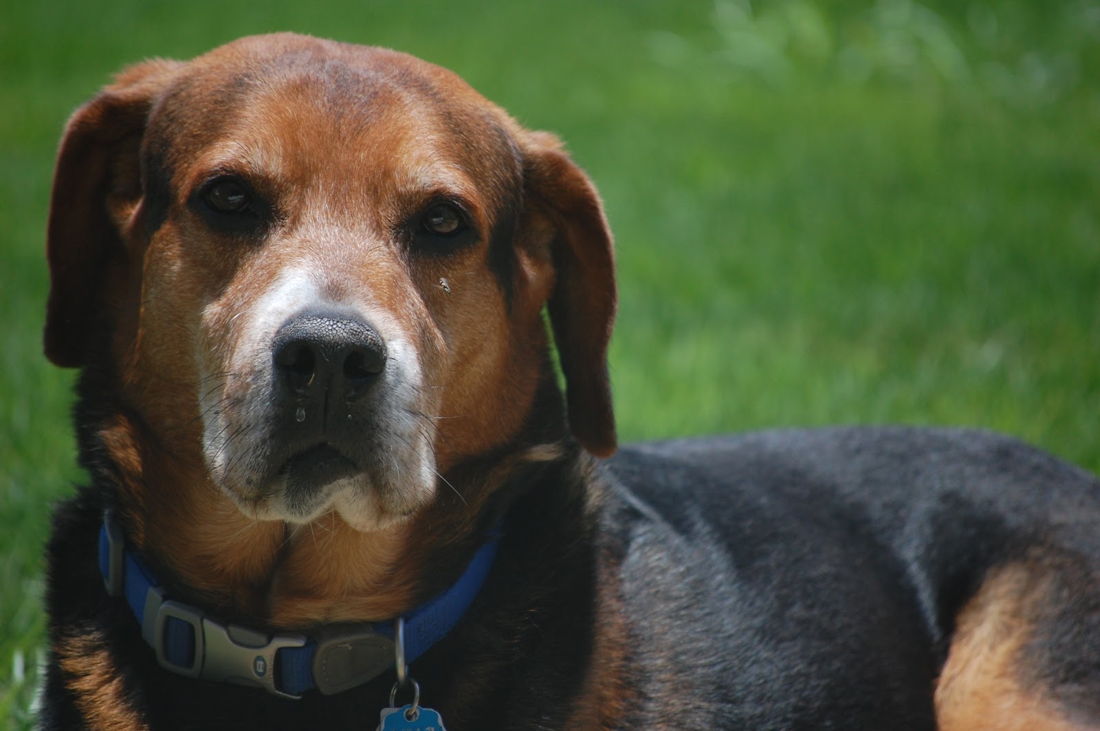 In Situ Japan Moving Dogs to Japan