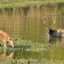 Aim, shoot for a citizen-science repository of Indian mammals