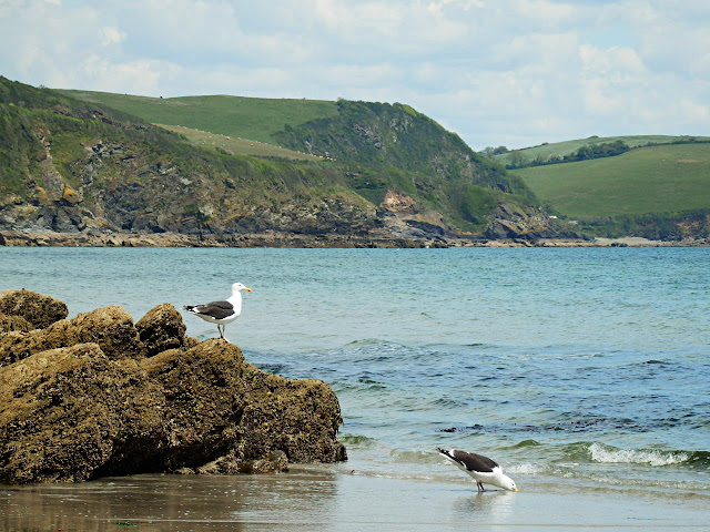 gulls near the sea