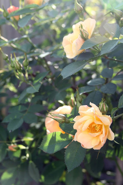 garden, roses, Above and Beyond, climbing roses, Anne Butera, My Giant Strawberry