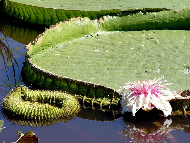 Resultado de imagen para irupe