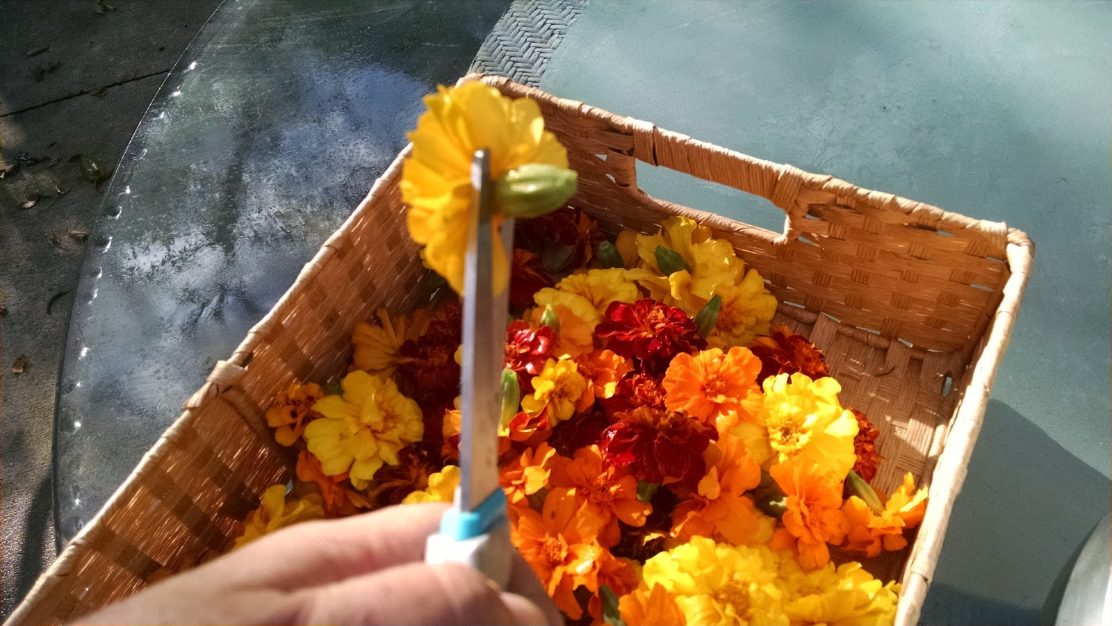 What's Going On... How to Dehydrate Marigold Petals
