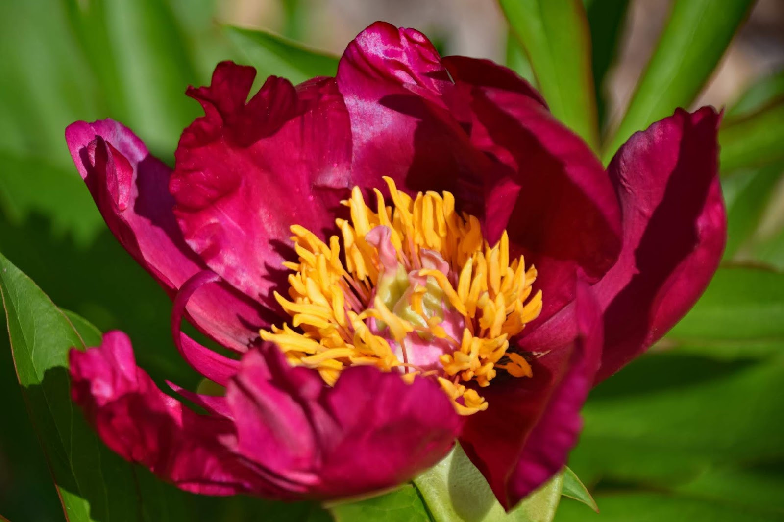 Southern Peony 2020 Intersectional Peony Blooms Week 4 Mid