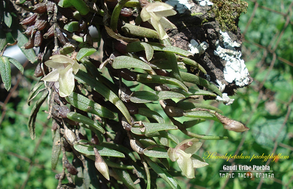 Homalopetalum pachyphyllum | ORQUIDEAS MEXICANAS