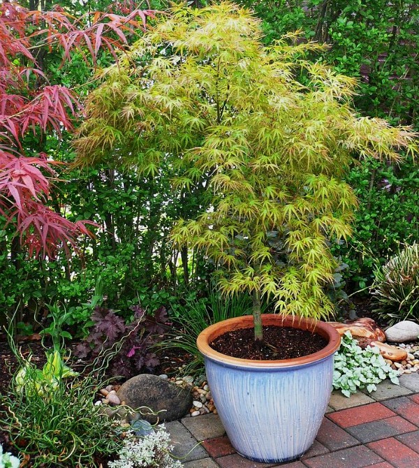 Growing Japanese Maples In Containers COZY LITTLE HOUSE