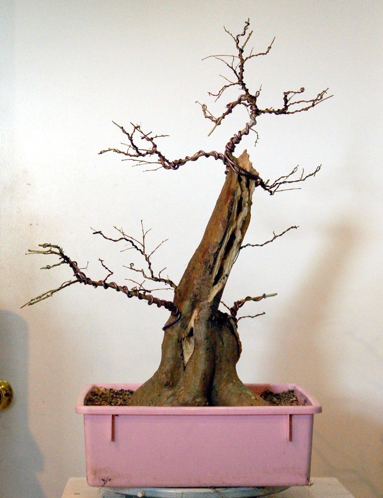 Heart of Texas Bonsai Freegan bonsai crepe myrtle