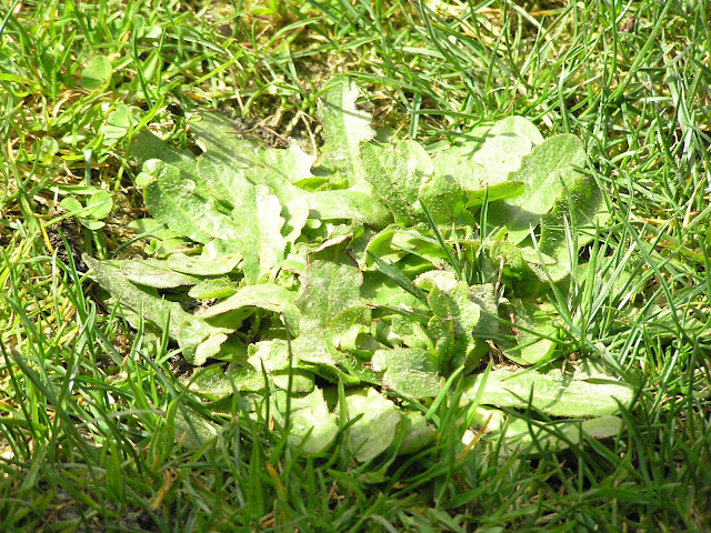 catsear edible weeds