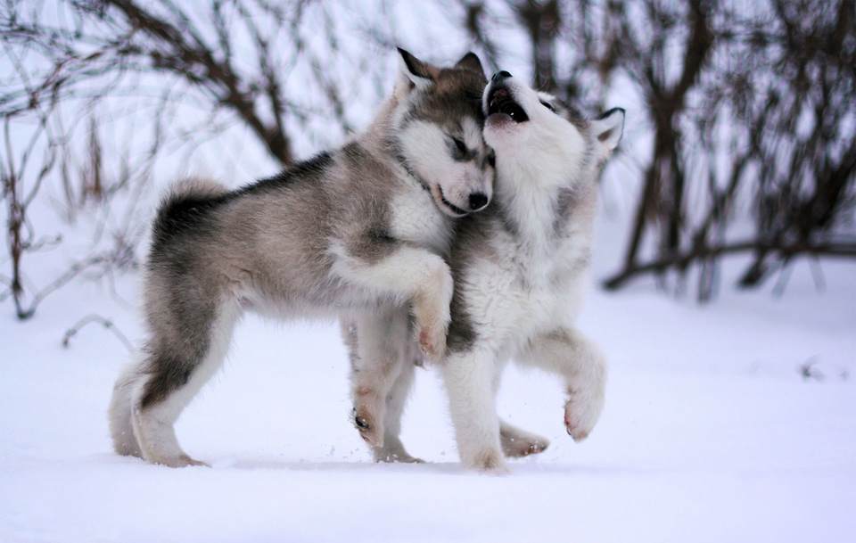 Alaskan Malamute Informations and Pictures ~ Blog of Dogs ...