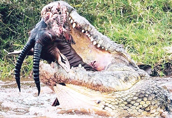 Melihat Buaya Putih, Besar, Makan Orang, Masuk Rumah Dokumentasi