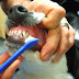 Τι επιτυγχάνετε με το βούρτσισμα των δοντιών του σκύλου;
