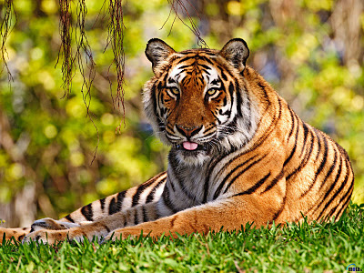 Waiting BD: Wild Animals Wallpapers