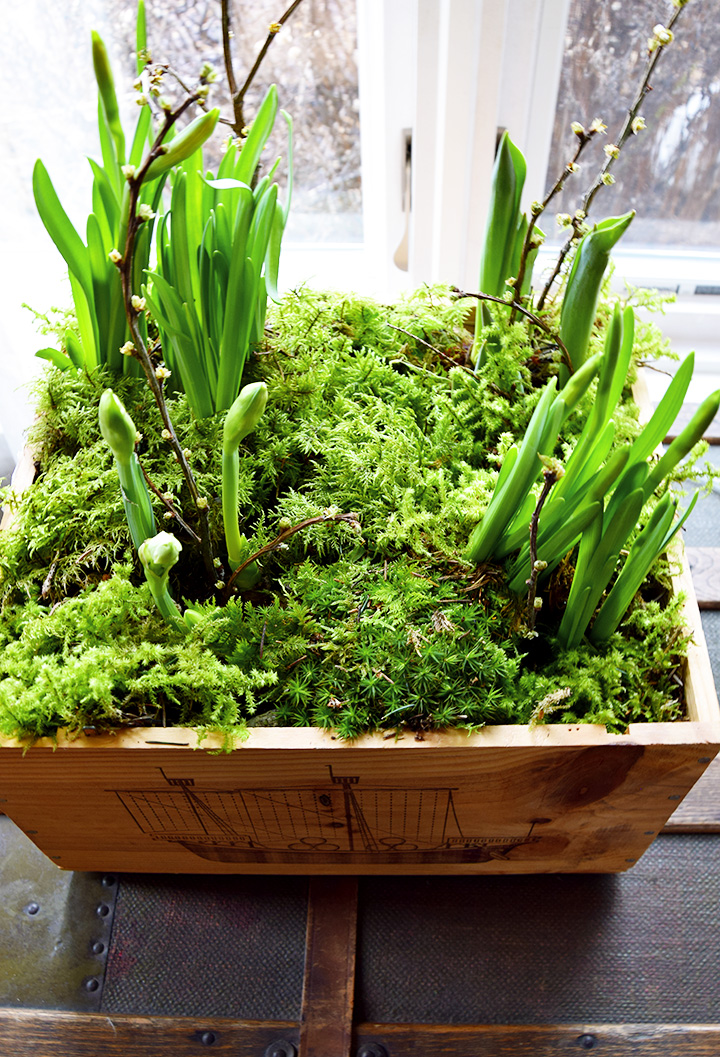 DIY Frühlinksdeko Selbermachen: Frühlingsblüher, Zwiebeln, Moos und Weinkiste. Einfach schnell und Selbstgemacht, Tulpen, Osterglocken, natürliche Deko, Dekoration mit Natur DIY Frühlinksdeko Selbermachen: Frühlingsblüher, Zwiebeln, Moos und Weinkiste. Einfach schnell und Selbstgemacht, Tulpen, Osterglocken, natürliche Deko, Dekoration mit Natur