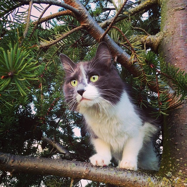 Designing an Enriching Environment for Cats Australian Cat Lover