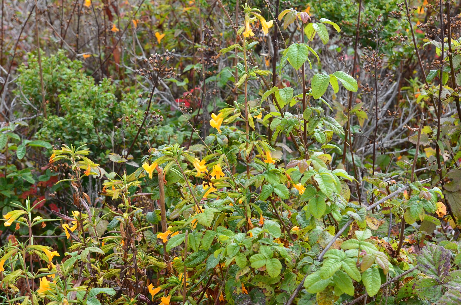 Tough is not enough: Moss Landing & Point Lobos State Park, Monterey