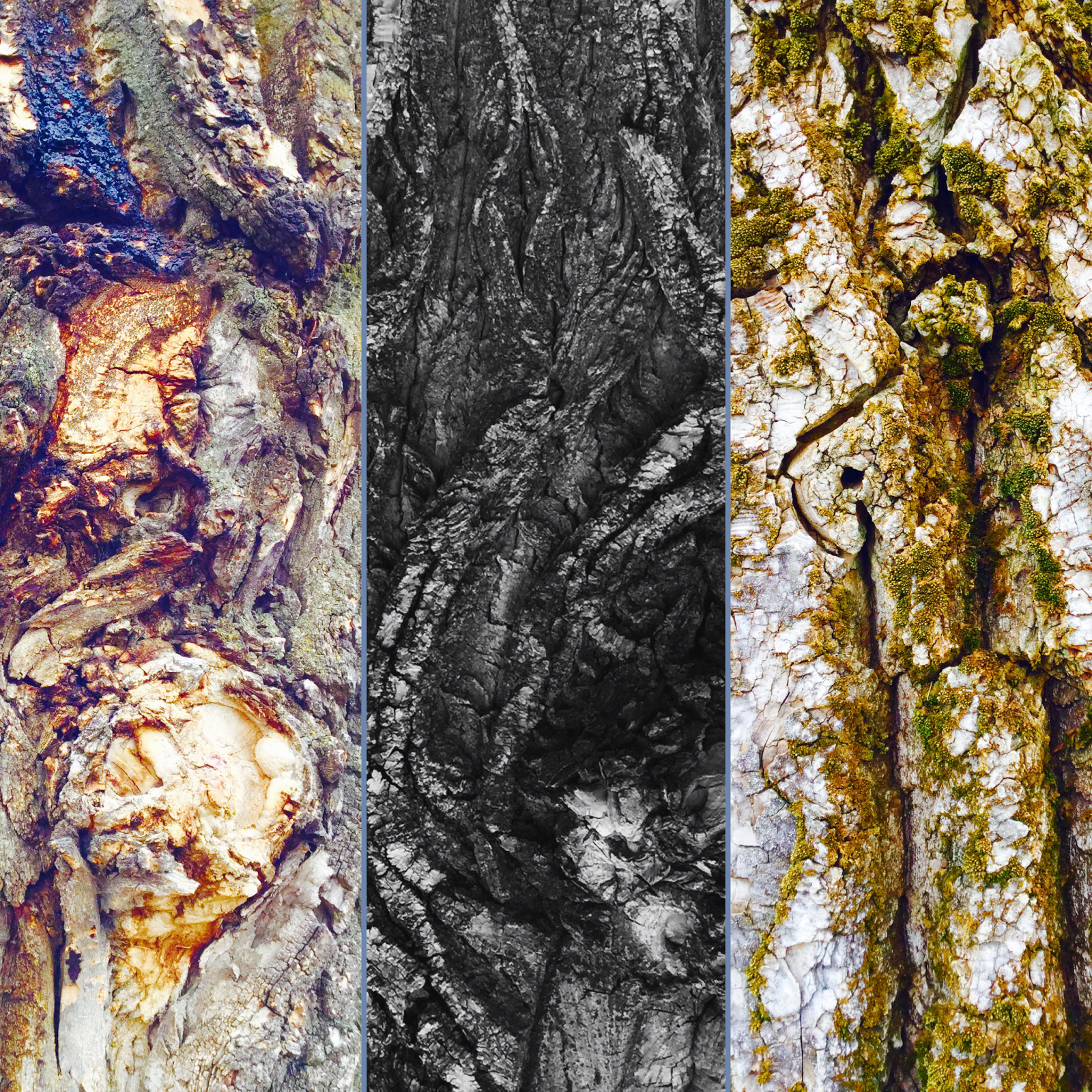 Bark Photography Paint a Masterpiece
