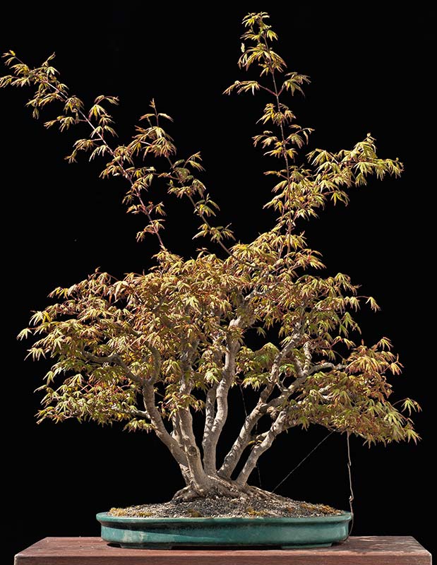 Walter Pall Bonsai Adventures Refurbishing a Japanese maple the "hedge cutting method"