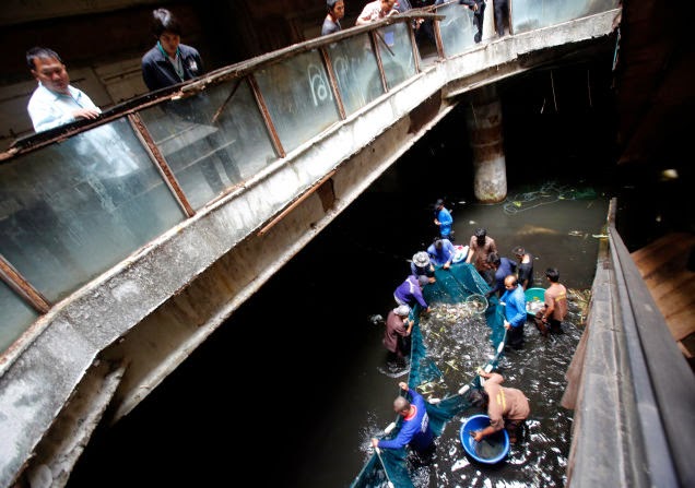 Abandoned Shopping Mall Becomes Koi Pond In Bangkok
