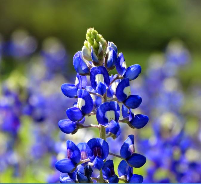 Houston in Pics: First Bluebonnets and other Spring-time wildflowers in
