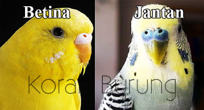Tips Jitu Mengetahui Umur Parkit Dari Fisiknya Beternak burung parkit penuh proses usaha dan sering kali percobaan hingga sanggup ben Tips Jitu Mengetahui Umur Parkit Dari Fisiknya