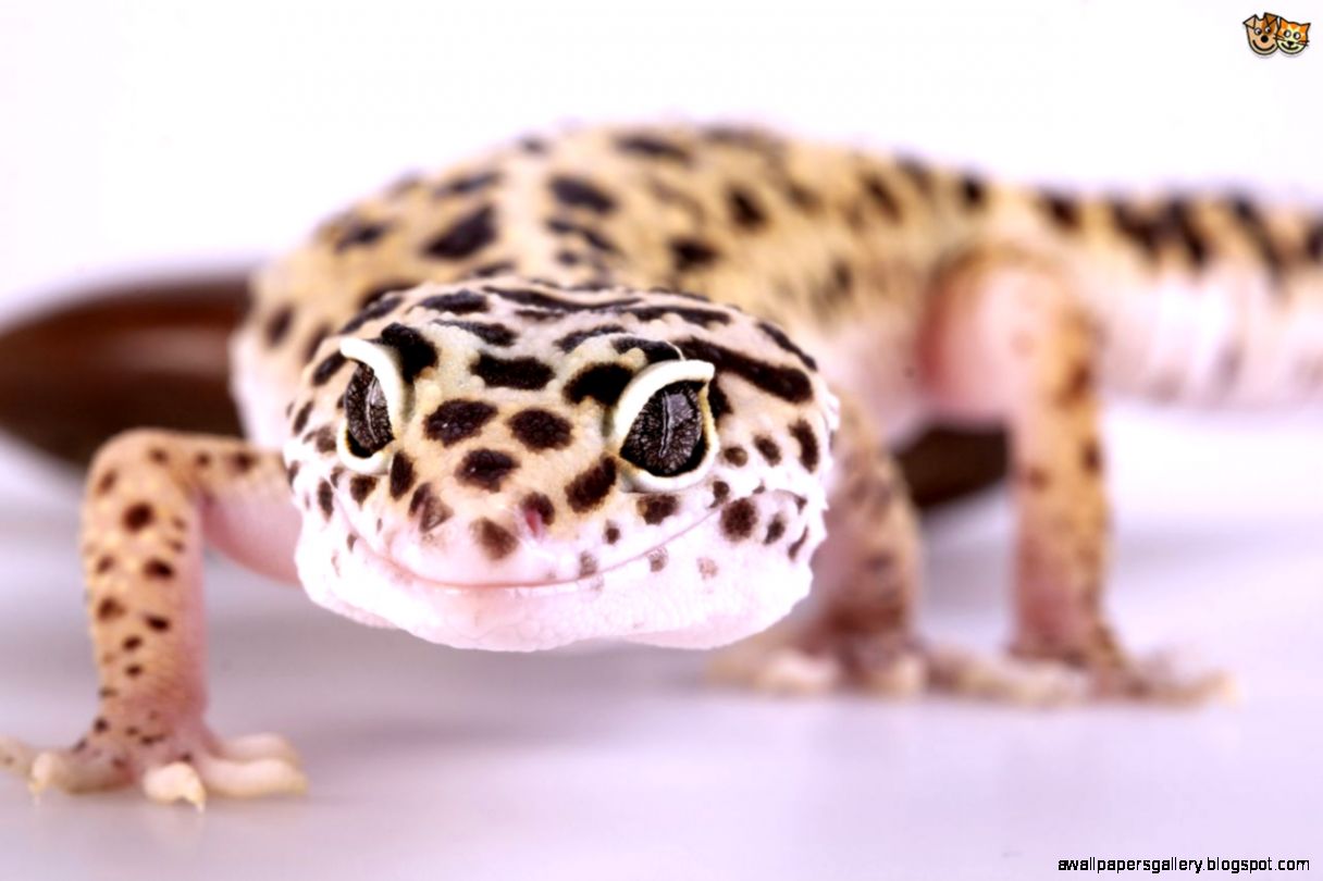 Pet Reptiles Lizards | Wallpapers Gallery