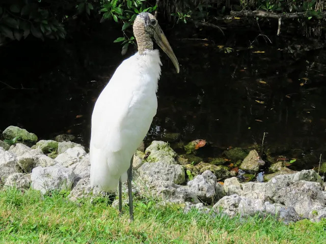 wood stork in Naples, Florida