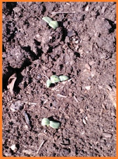 A line of cucumber sprouts bursting out from the black soil.