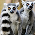 LEMUR HEWAN ASLI MADAGASCAR