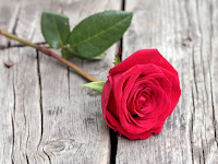 rose photos wallpaper, single rose pic how to download into your mobile phones