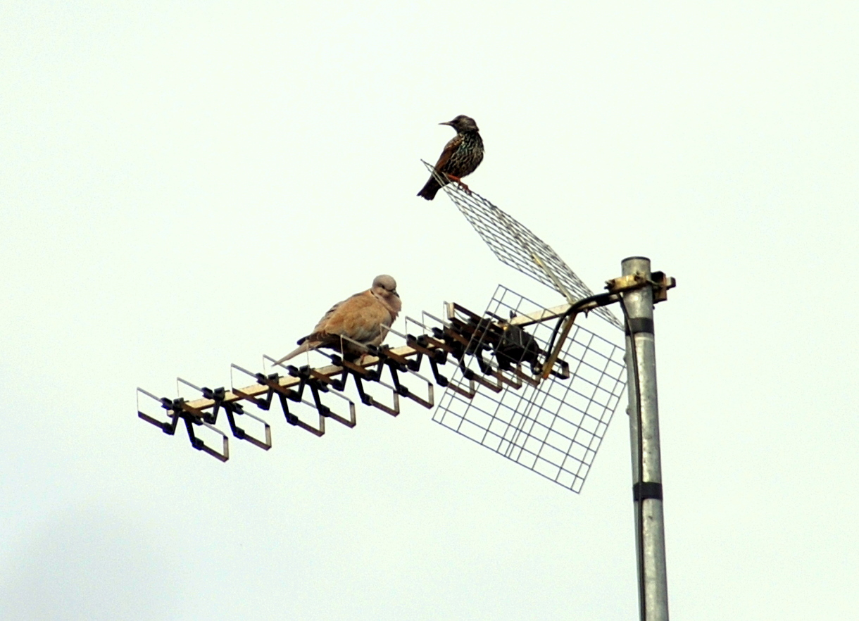 Quale Uccello Fa Le Uova Azzurre