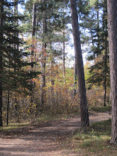 A hidden dirt road in Northern Minnesota