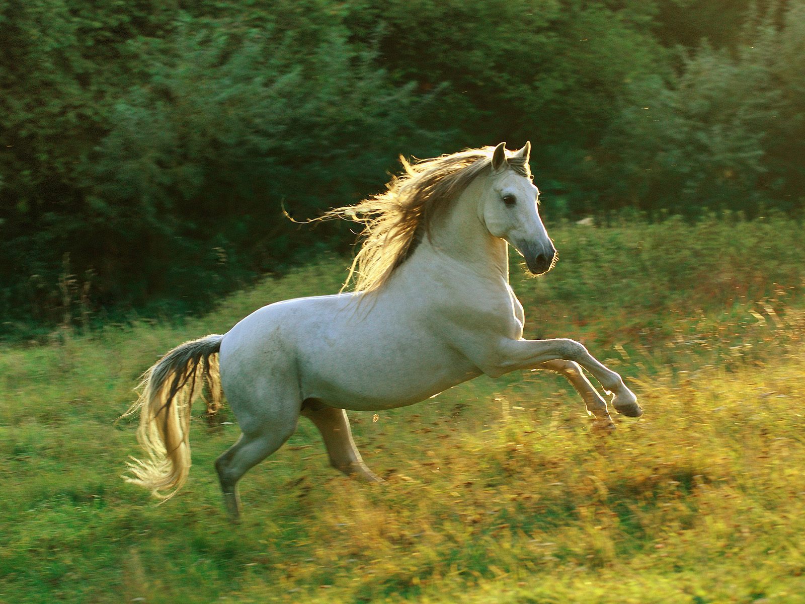 Entertainment Only White Horses Wallpapers