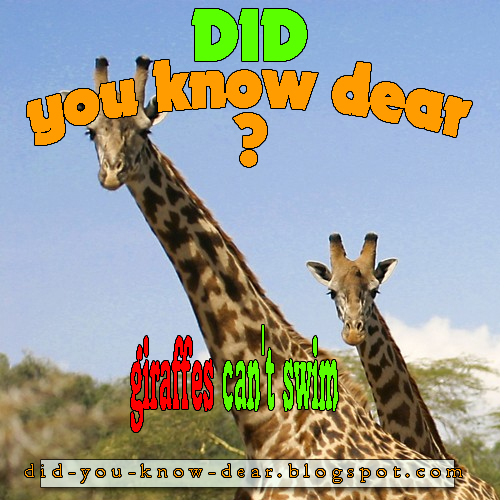 giraffes can't swim Did you know