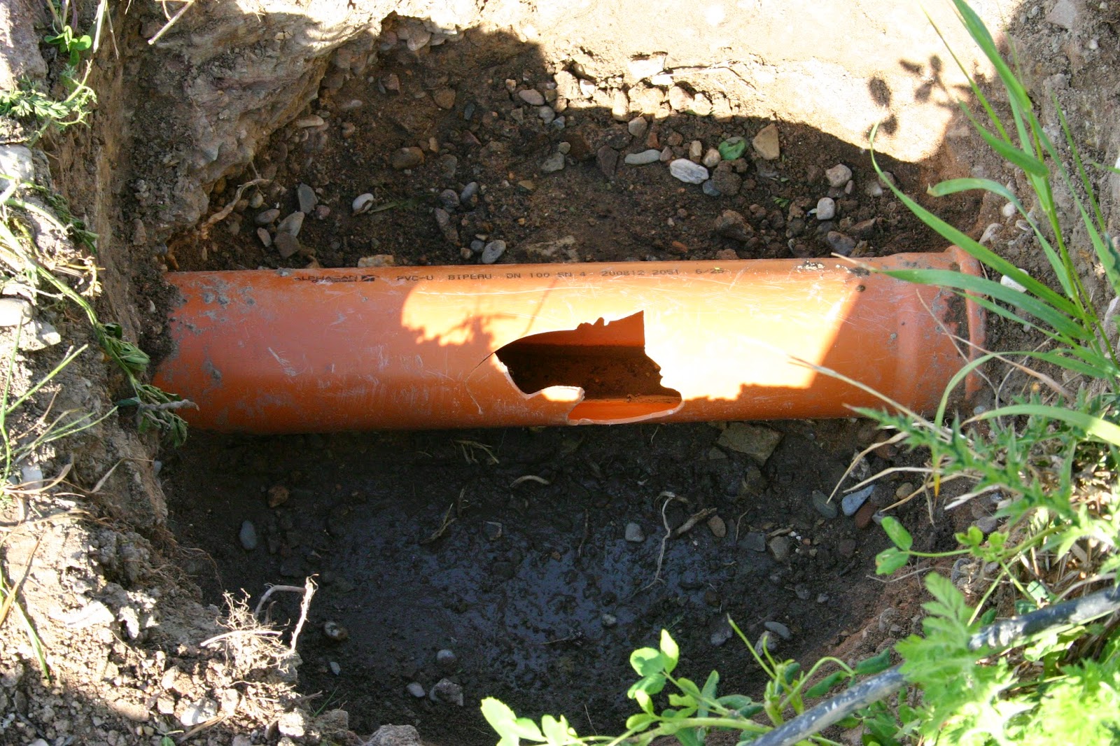 Ein Haus für Mensch, Hund, Katze und Maus Mai 2014