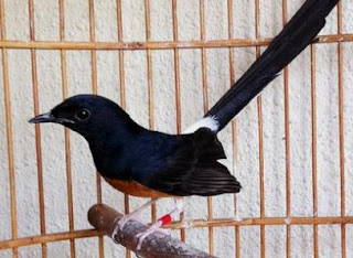 Harga Burung Murai Batu 2019 Kicau Burung