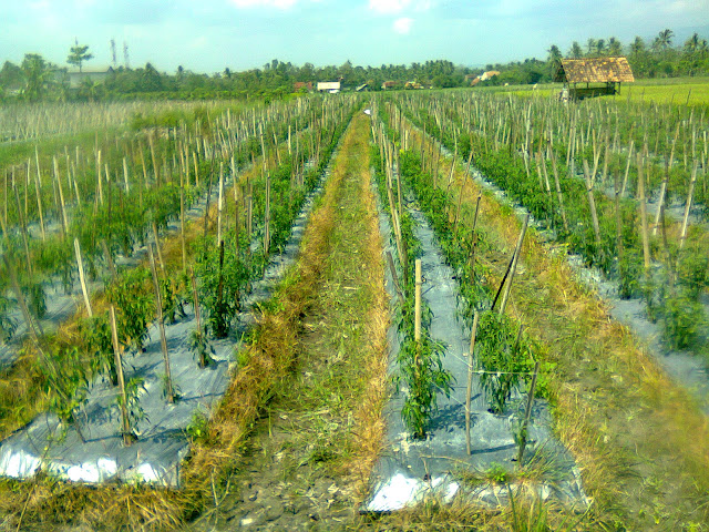 Cabe Masa Produktif Mulai Tumbuh Dewasa