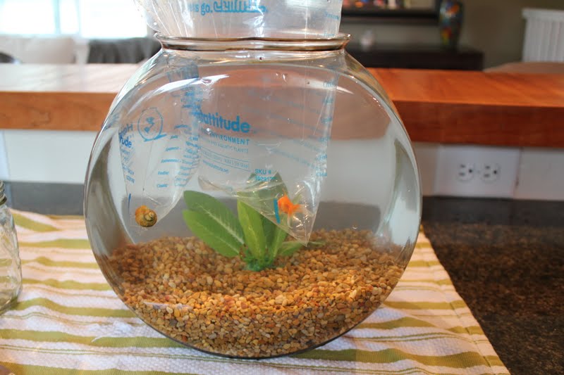 Meet Molly Our 200 goldfish