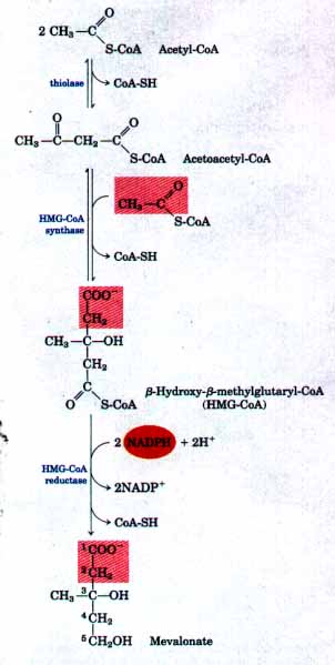 Chemistry: Cholesterol