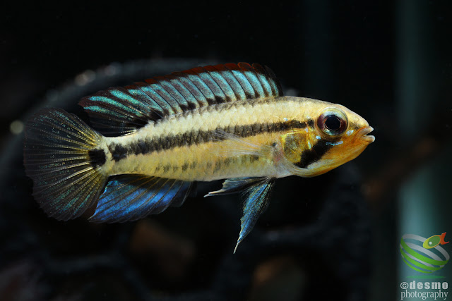 Apistogramma sp. D52