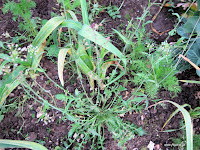 Αγριοκαρδαμούδα-Capsella bursa-pastoris