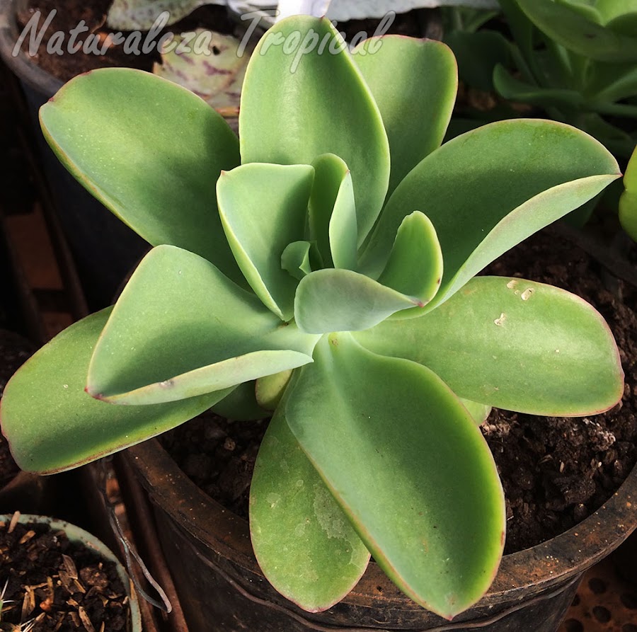 Vista lateral de la roseta de la planta suculenta Echeveria pallida
