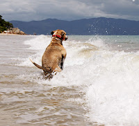 perro en el mar