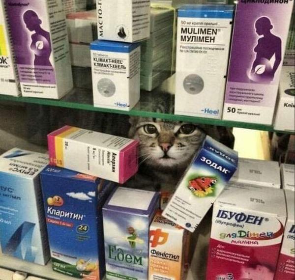 кот в аптеке