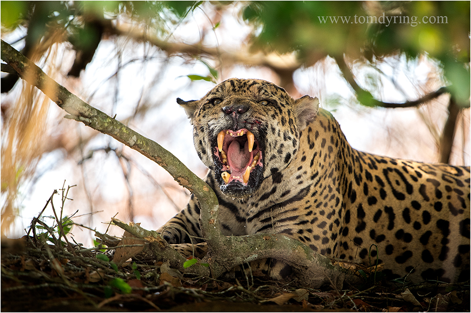 TOM DYRING WILDPHOTO / NN JAGUAR ATTACK